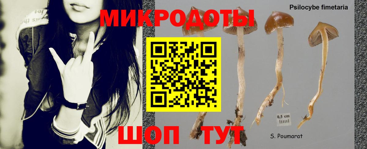 Галлюциногенные грибы Psilocybe Карталы